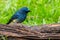 Beautiful blue color bird known as Indigo Flycatcher Eumyias Indigo on perch