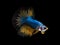 Beautiful blue color fighting fish swimming