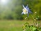 Beautiful blue Columbine in sun