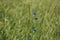 Beautiful blue corn flowers spotted on a field in Saxon Switzerland