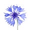 Beautiful blue cornflower