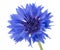 Beautiful blue cornflower isolated on white background. Selective focus