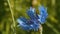 Beautiful blue cornflower in the rain