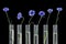 Beautiful blue cornflower in test tubes isolated on black-herbal medicine research