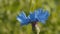 Beautiful blue cornflower in water drops