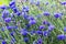 Beautiful blue cornflowers meadow close up