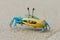 Beautiful blue crab with yellow claw