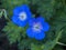 Beautiful blue cranesbill geranium flowers, variety Rozanne