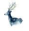 Beautiful blue deer