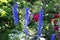 Beautiful blue delphinium blooming with sturdy flower spikes in the flowerbed with red roses in the background in summer