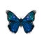 Beautiful blue detailed realistic butterfly on white