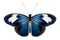 Beautiful Blue Doris Longwing butterfly isolated on a white background with clipping path