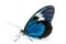 Beautiful Blue Doris Longwing butterfly isolated on a white background. Side view