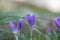 Beautiful blue early crocus with natural background