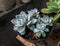 Beautiful blue echeveria covered in dew in the morning