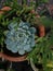 Beautiful blue echeveria covered in dew in the morning