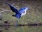 Beautiful blue egret landing with wings spread