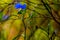 A Beautiful Blue Erect Dayflower (Commelina erecta) Wildflower Growing Wild in the Wild Texas Prairie