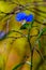 A Beautiful Blue Erect Dayflower (Commelina erecta) Wildflower Growing Wild in the Wild Texas Prairie