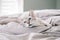 Beautiful blue-eyed oriental breed cat lying resting on bed at home looking away. Furry domestic pet with blue eyes relaxing at