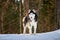 Beautiful blue-eyed Siberian husky dog on the walk in winter sunny forest. Husky dog stands on the snow among the