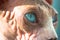 Beautiful blue eyes of Canadian Sphynx cat. Bald naked sphinx muzzle feline look