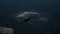 Beautiful blue fjord waves over dark ocean rock in autumn night