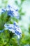 Beautiful blue flower, Cape leadwort, Plumbago auriculata,