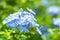 Beautiful blue flower, Cape leadwort, Plumbago auriculata,