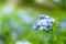 Beautiful blue flower, Cape leadwort, Plumbago auriculata