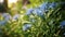 Beautiful blue flower, surrounded by green leaves and grass. The flower is in foreground of scene, with its petals