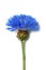The beautiful blue flower Vasilek, its flowering begins in May