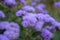 Beautiful blue flowers ageratum in the garden