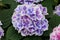 Beautiful blue flowers of Bigleaf Hydrangea `Tivoli`