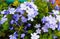Beautiful blue flowers of botanical blooming with green leaves at floral garden farming.