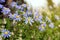 Beautiful blue flowers of Felicia Amelloides on a background of green foliage. Tender daisies. Gardening and landscape design