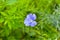 Beautiful blue flowers of the flax field in the garden