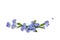 Beautiful blue flowers forget-me-nots  scorpion grasses  on a white background with space for text. Top view, flat lay