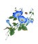 Beautiful blue flowers of morning glory