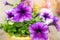 Beautiful blue flowers petunia, amazing wallpaper. flowering plants of South American, nature background for design. close-up