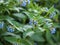 Beautiful blue flowers of Symphytum caucasicum, also known as Caucasian comfrey, blooming in spring park