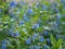 Beautiful blue flowers of Symphytum caucasicum, also known as Caucasian comfrey, blooming in spring park