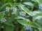 Beautiful blue flowers of Symphytum caucasicum, also known as Caucasian comfrey, blooming in spring park