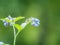 Beautiful blue flowers of Symphytum caucasicum, also known as Caucasian comfrey, blooming in spring park