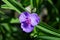 Beautiful blue flowers tradescantia garden closeup.