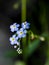 Beautiful blue flowers of True forget-me-not