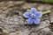 Beautiful, blue, fragrant Brunnera macrophylla flower or  nezabudnik on the old, small froth. Macro. 