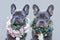 Beautiful blue French Bulldogs wearing romantic pink and blue flower collars