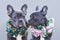 Beautiful blue French Bulldogs wearing romantic pink and blue flower collars