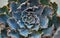 Beautiful Blue Frills Echeveria Indoor Succulent Plant